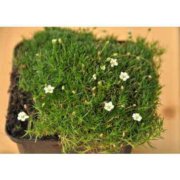 Sagina subulata 