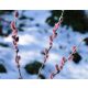 Salix gracilistyla Mount Aso