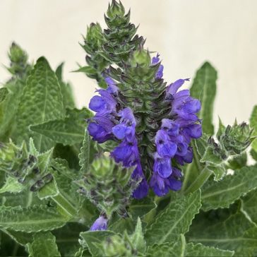 Salvia nemorosa Sensation Blue