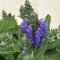 Salvia nemorosa Sensation Blue