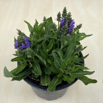 Salvia nemorosa Sensation Blue