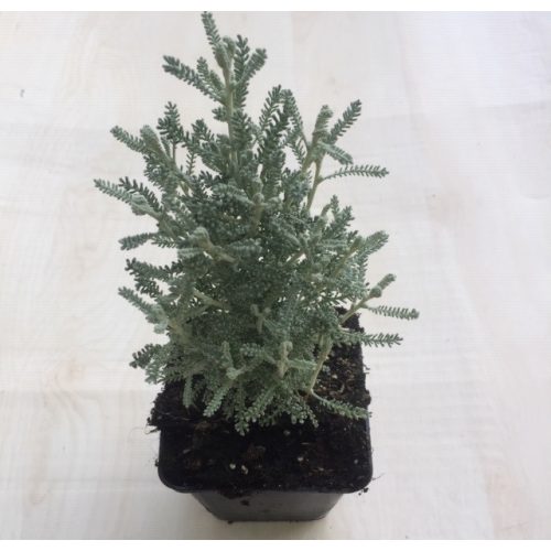 Santolina chamaecyparissus