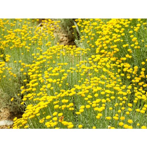 Santolina rosmarinifolia