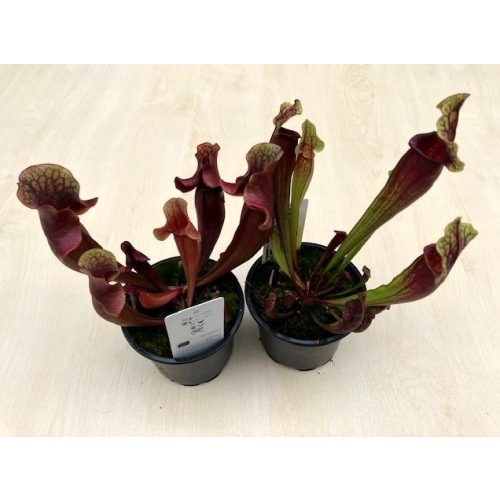 Sarracenia hybrid (1ks)