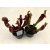 Sarracenia hybrid (1ks)