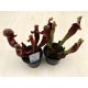 Sarracenia hybrid (1ks)