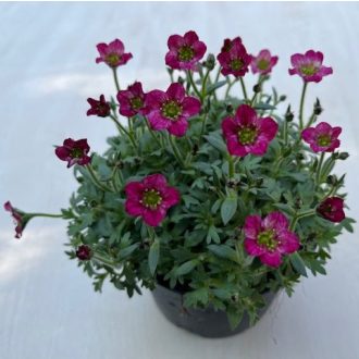 Saxifraga x arendsii 'Alpino Rosa'