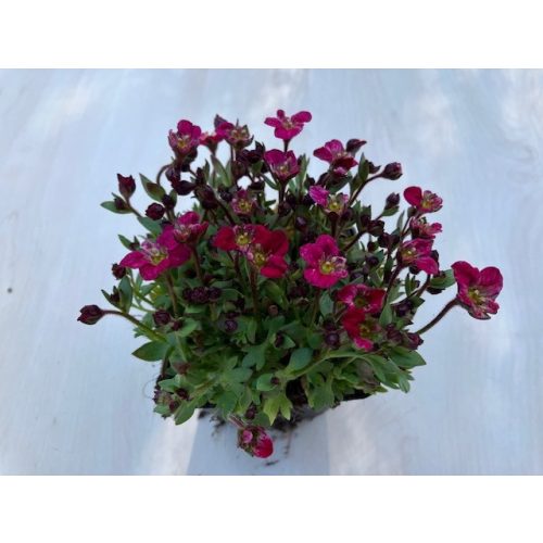 Saxifraga x arendsii  ružová