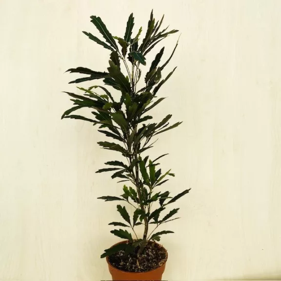 Schefflera elegantissima 'Castor' Schefflera elegantissima 'Castor'