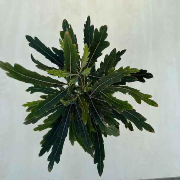 Schefflera elegantissima 'Castor' Schefflera elegantissima 'Castor'