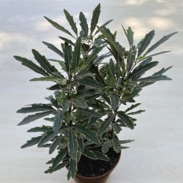 Schefflera elegantissima 'Bianca'