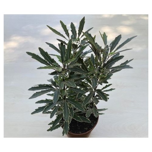 Schefflera elegantissima 'Bianca'