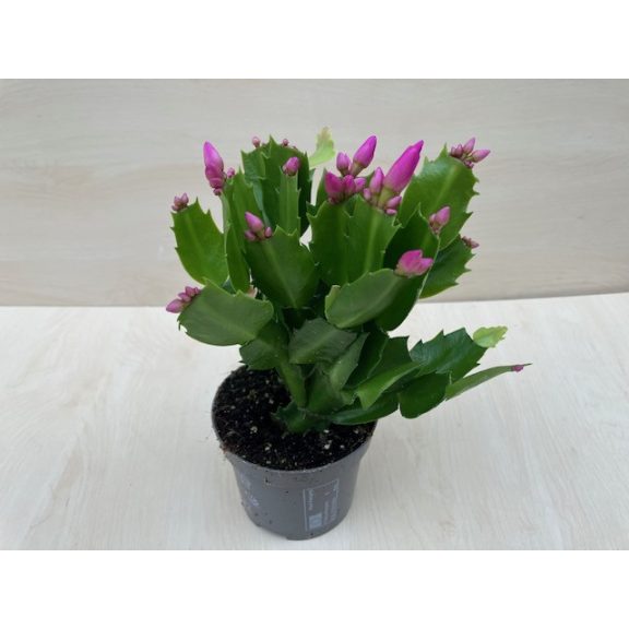 Schlumbergera truncata