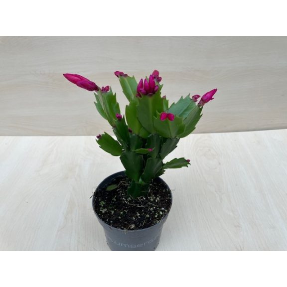Schlumbergera truncata