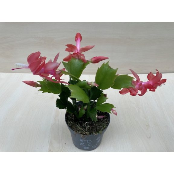 Schlumbergera truncata