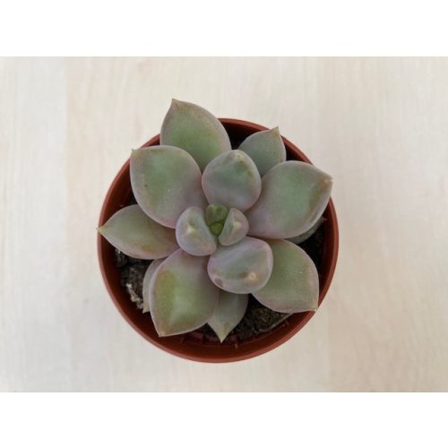 Sedeveria 'Blue mist'