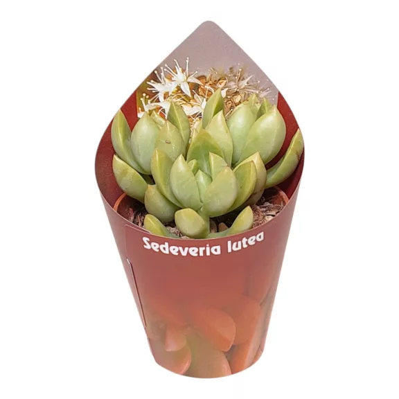 ×Sedeveria 'Lutea' ×Sedeveria 'Lutea'