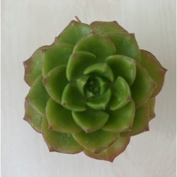 Sedeveria letizia
