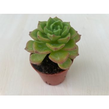 Sedeveria letizia