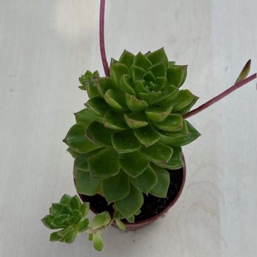 Sedeveria letizia