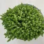 Sedum acre