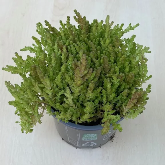 Sedum acre