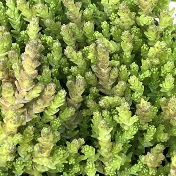 Sedum acre