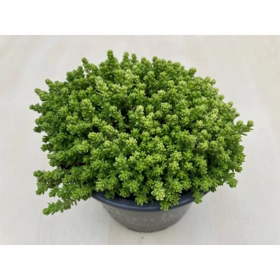 Sedum acre