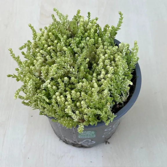 Sedum acre 'Aureum' Sedum acre 'Aureum'