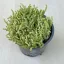 Sedum acre 'Aureum'