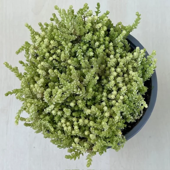 Sedum acre 'Aureum' Sedum acre 'Aureum'