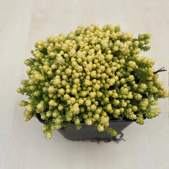 Sedum acre 'Aureum' Sedum acre 'Aureum'