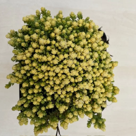 Sedum acre 'Aureum' Sedum acre 'Aureum'