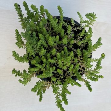 Sedum acre