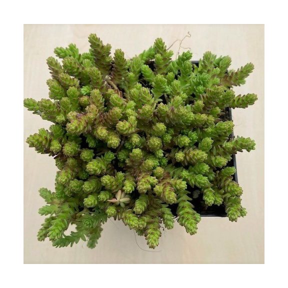 Sedum acre
