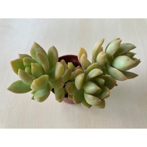 Sedum adolphii