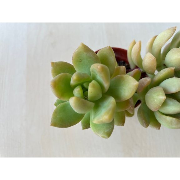 Sedum adolphii