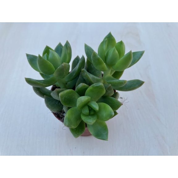 Sedum adolphii