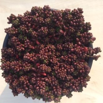 Sedum album 'Murale' 