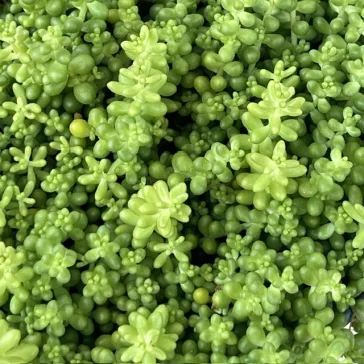 Sedum album var micranthum