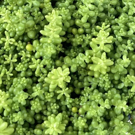 Sedum album var micranthum