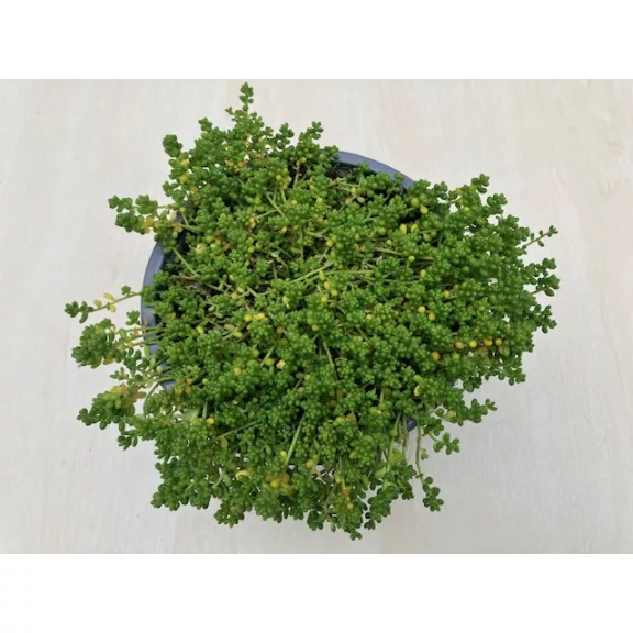Sedum album var micranthum
