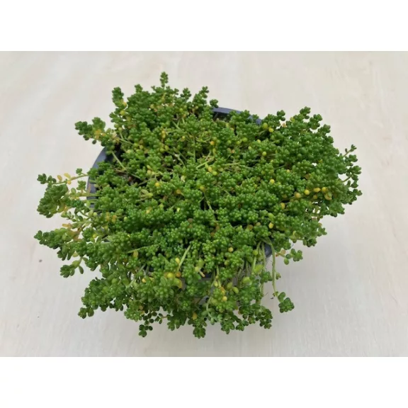 Sedum album var micranthum