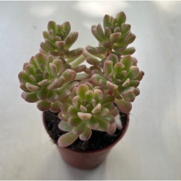Sedum alice