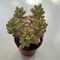 Sedum alice