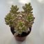 Sedum alice