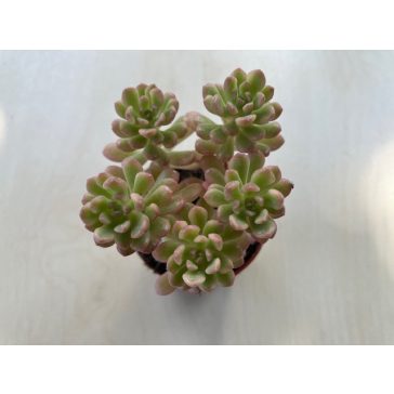 Sedum alice