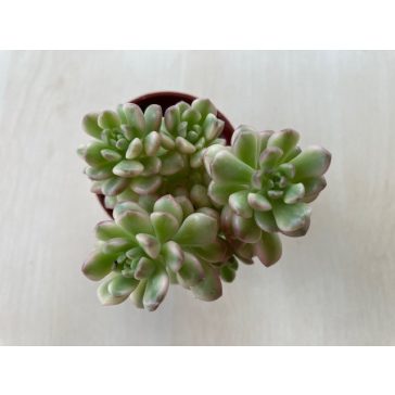 Sedum alice