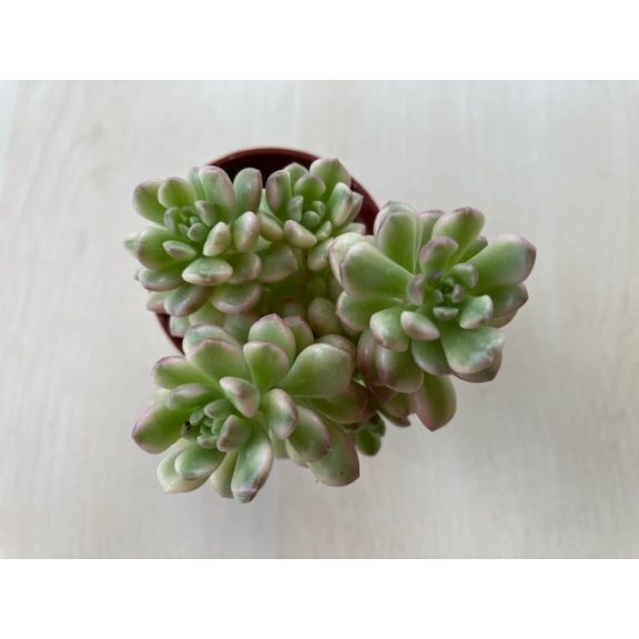 Sedum alice