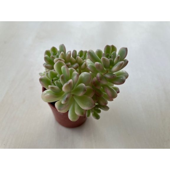 Sedum alice